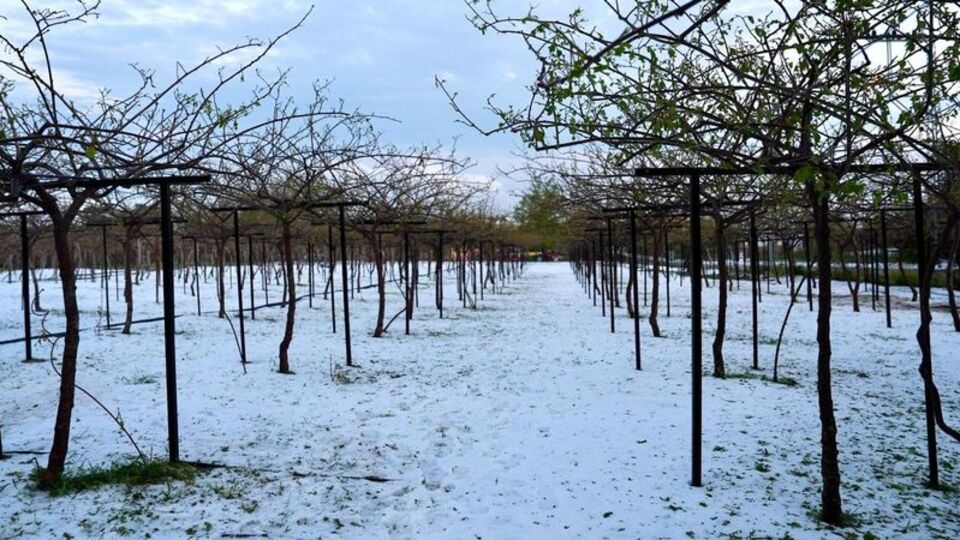 Erdemli'de tarıma dondan sonra dolu zararı