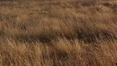 Şırnak'ta ziraat odalarından "kuraklık" açıklaması