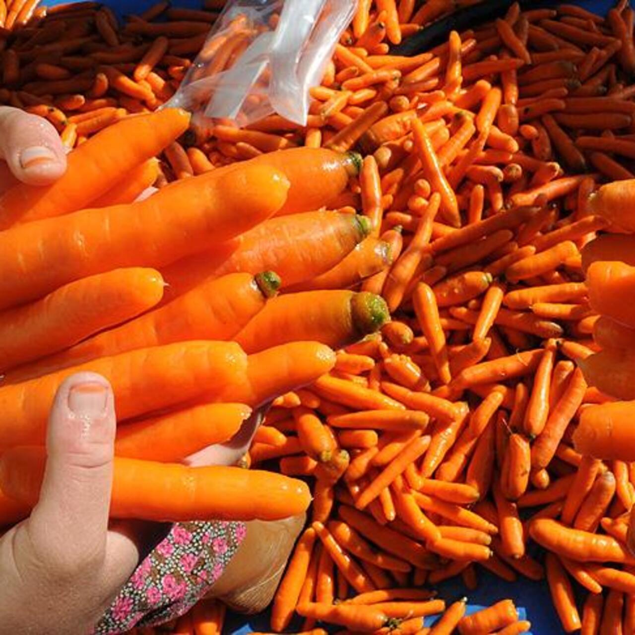 Üretici ile market arasında en yüksek fiyat farkı havuçta
