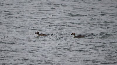 '300 kuş türü göç yolunda Bolu'da konaklıyor'
