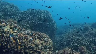 Karadeniz'in su altı güzelliği gün yüzüne çıkacak