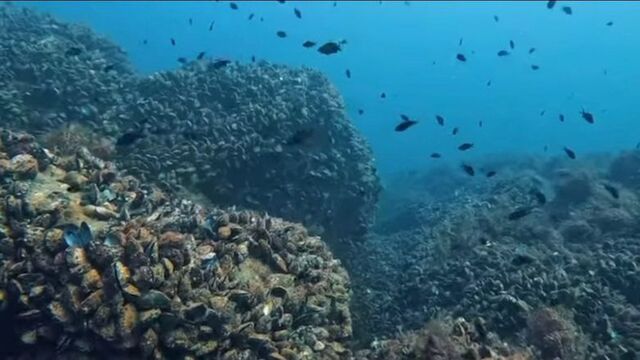 Karadeniz'in su altı güzelliği gün yüzüne çıkacak