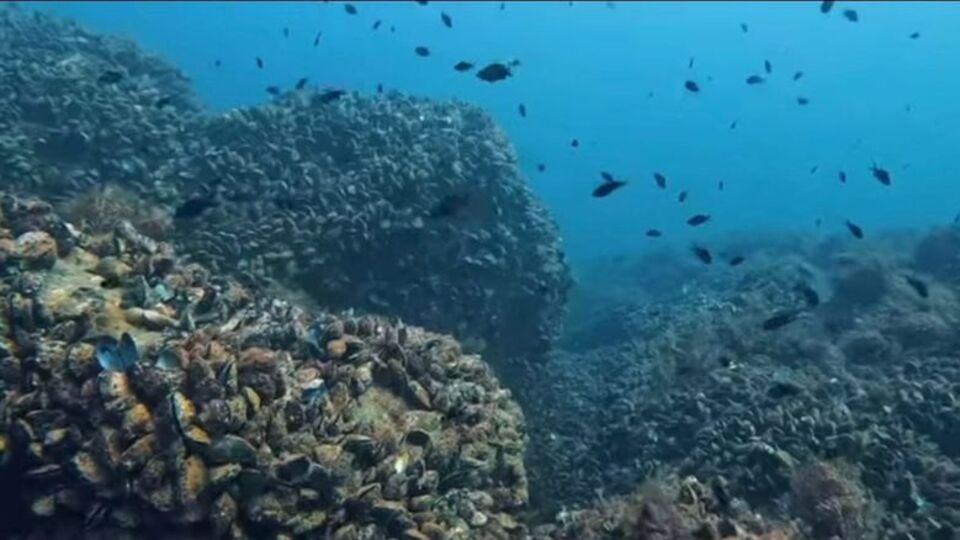 Karadeniz'in su altı güzelliği gün yüzüne çıkacak