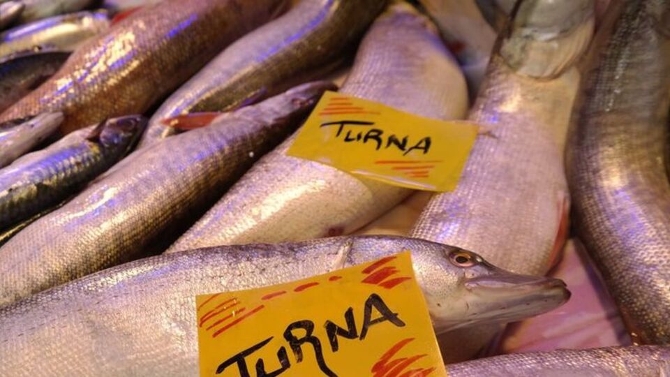 Turna balığı nasıl pişirilir?