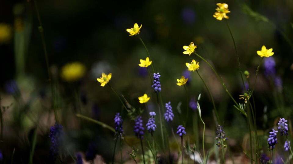 İlkbaharla uyanan doğa Yıldız Dağları'nı renklendirdi