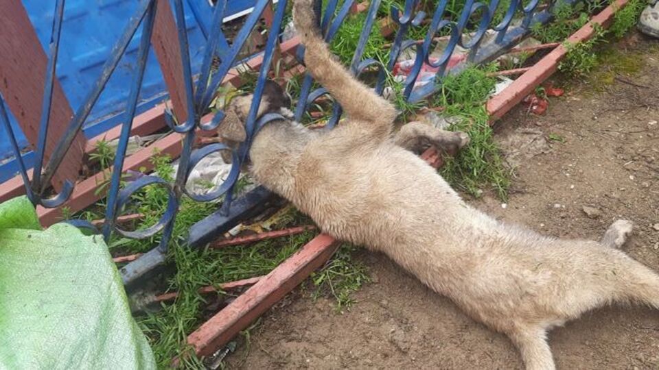 Kafası korkuluğa sıkıştı