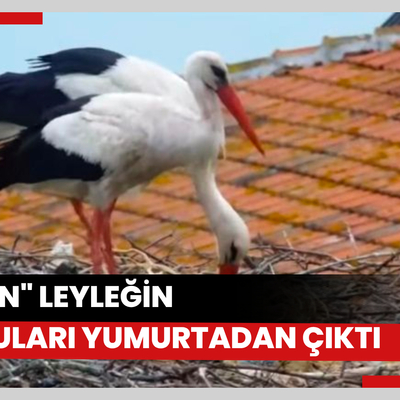 "Yaren" leyleğin 2 yavrusu yumurtadan çıktı