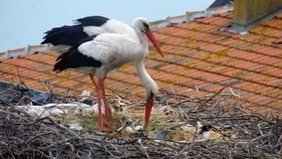 "Yaren" leyleğin yavruları yumurtadan çıktı