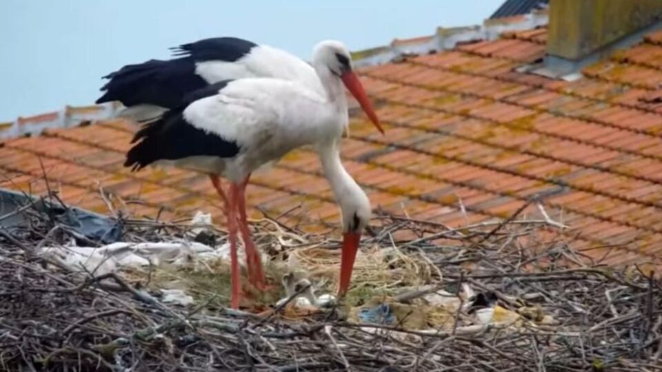 "Yaren" leyleğin yavruları yumurtadan çıktı