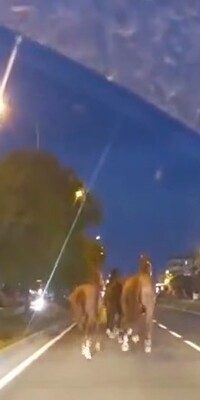 Yarış atları, karayolunu birbirine kattı