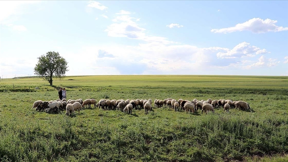 Mera alanlarının tahsis amacının değiştirilmesi düzenlemesi