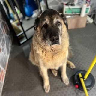 3 ayda 10 kilo veren obez köpek 'Duman', sahiplenmeyi bekliyor