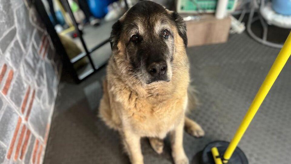 3 ayda 10 kilo veren obez köpek 'Duman', sahiplenmeyi bekliyor