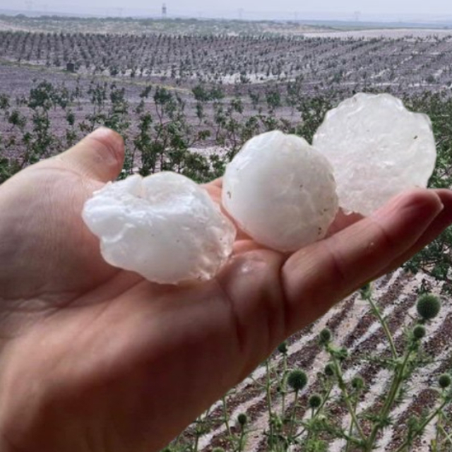 Şanlıurfa'da tarıma "dolu" zararı