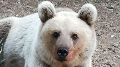 Bitlis Valiliği'nden bozayı uyarısı