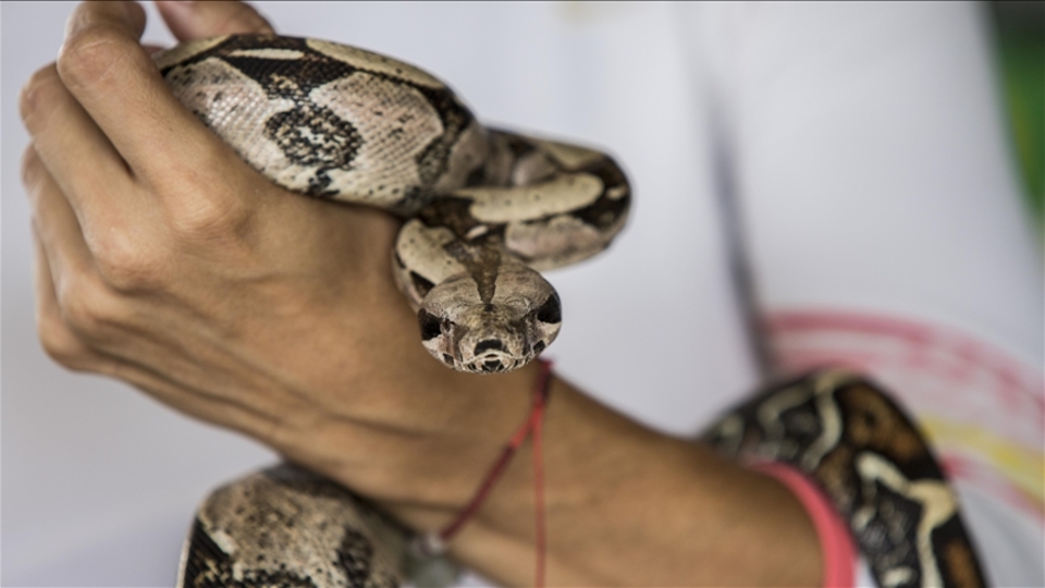 18 yıl kendisine yılan zehri enjekte etti!