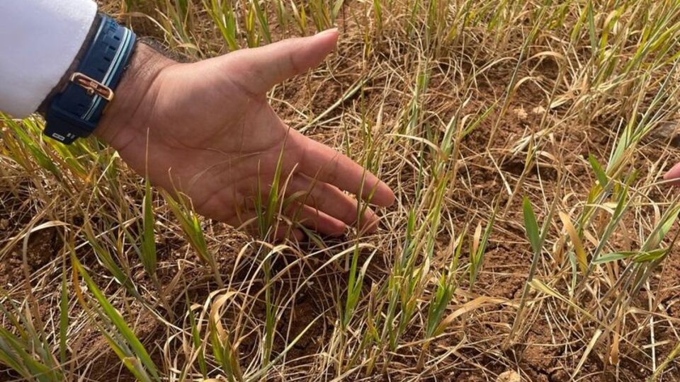 Şırnak'ta susuz tarımda erken kuruma