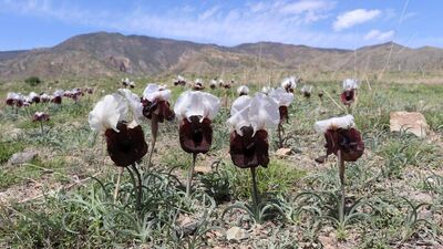 Erzurum'da 'kurt kulağı' şaşkınlığı
