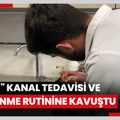 Dişleri kırılan kedi "Hani" kanal tedavisi ve kaplamayla beslenme rutinine kavuştu