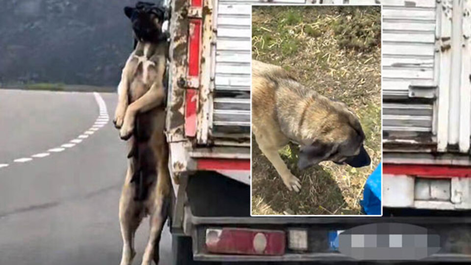 Büyük tepki çekmişti! Gerçek ortaya çıktı!