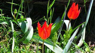 Manisa'da açtı! Ömrü sadece 10 gün! Dokunan yanar!