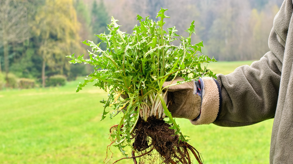 Çıtlık otunun diğer adı nedir?