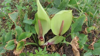 'Milleyha tirşiği' adıyla literatüre kazandırıldı