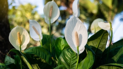 Barış çiçeğine nasıl bakılır?