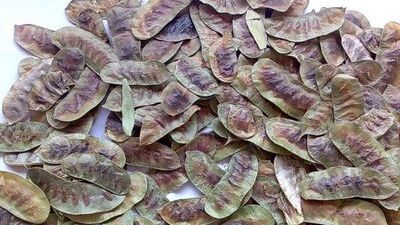 Açlık otunun doğru kullanımı