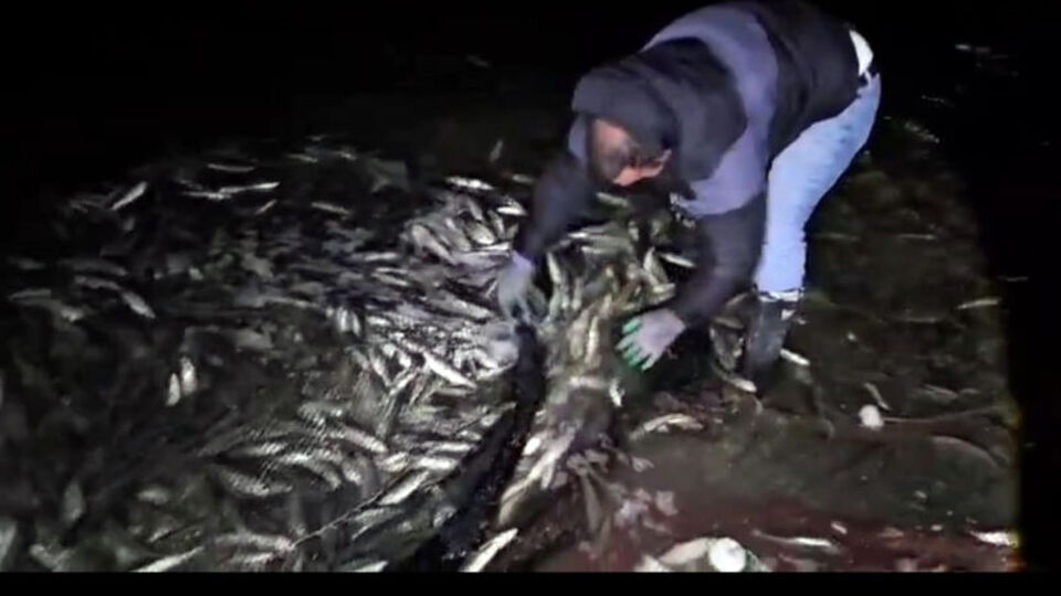 Van'da 2.5 ton inci kefali ele geçirildi