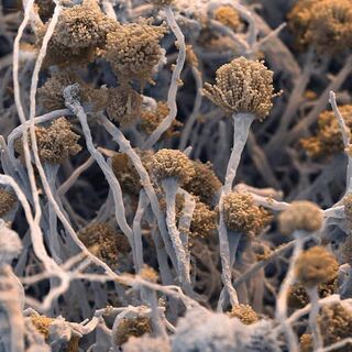 Ölümcül mantar hastalığı yayılabilir