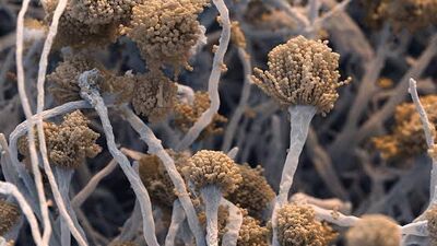 Ölümcül mantar hastalığı yayılabilir