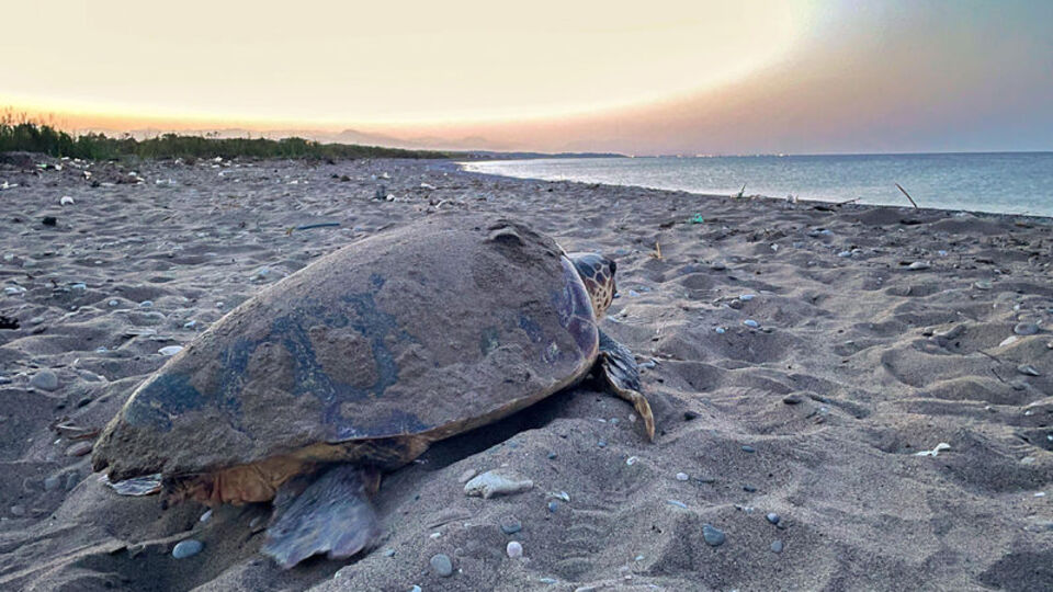 Caretta carettalardan ilk yuva