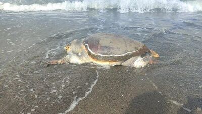 Ölü caretta caretta sahile vurdu