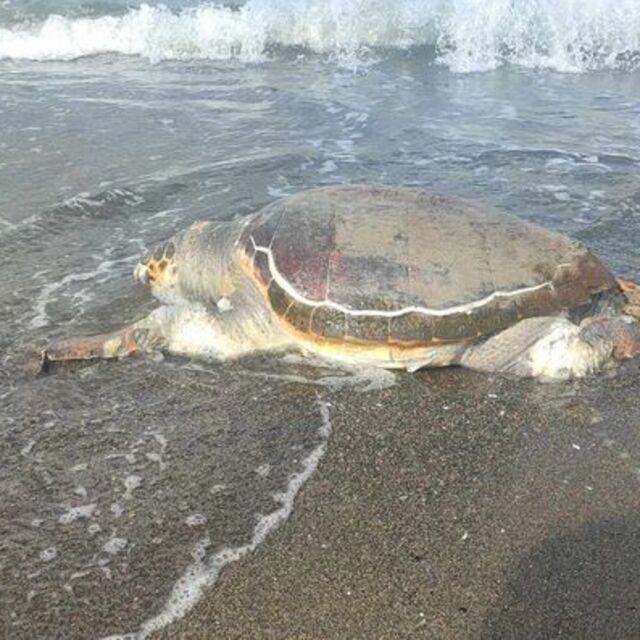 Ölü caretta caretta sahile vurdu