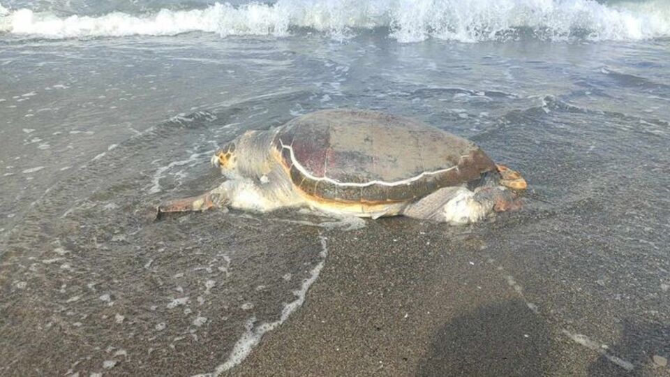 Ölü caretta caretta sahile vurdu