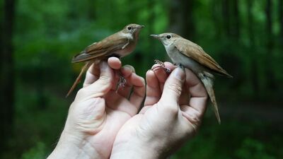 "Afrika'dan geliyor ve Akdeniz'i bir gecede geçiyor"