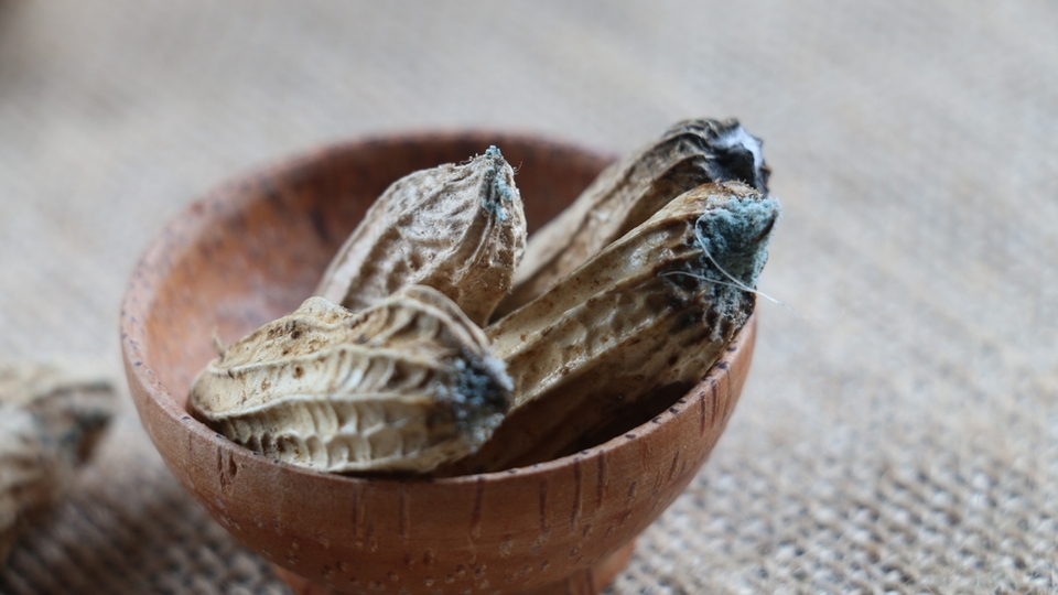 TÜGİS'ten aflatoksin riski uyarısı