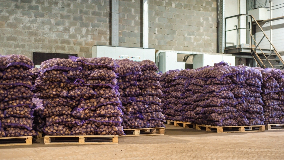 Türkiye'ye gelen 2 bin ton patates virüslü çıktı