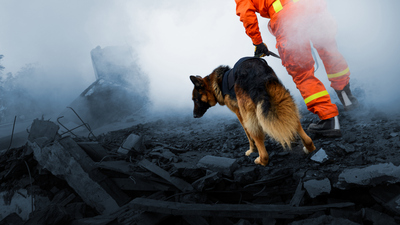 Hayvanlar depremi önceden hissediyor mu?