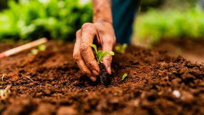 Toprak bilimi ve bitki besleme bölümü