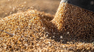 Buğday rekoltesinde düşüş bekleniyor