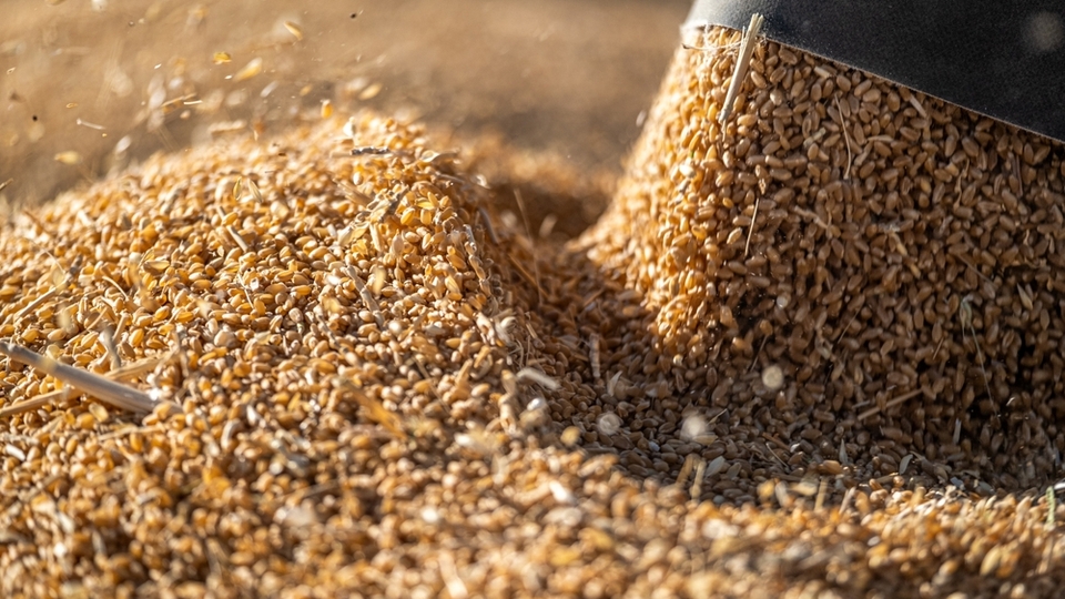 Buğday rekoltesinde düşüş bekleniyor