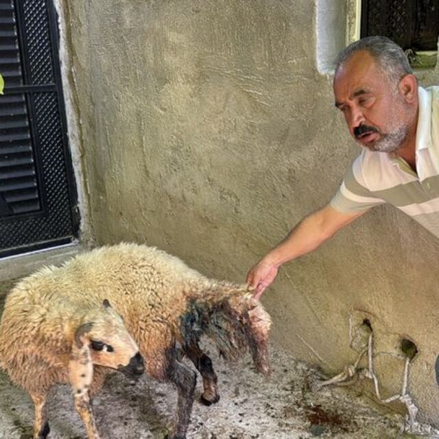 Köpeklerin saldırdığı 5 koyun öldü