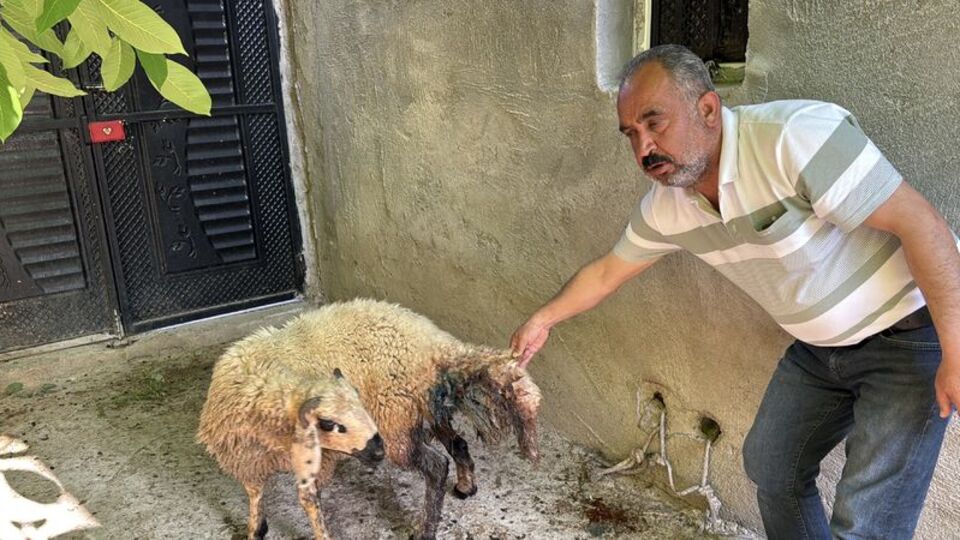 Köpeklerin saldırdığı 5 koyun öldü