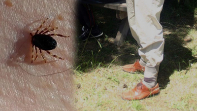 Uzmanından KKKA virüsü buluşturan kene uyarıları