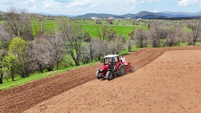 Ordu'da karabuğdayın üretim alanı arttı