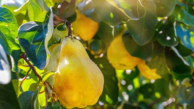 Gökkuşağından yemekler yapmak