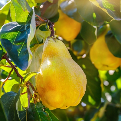 Gökkuşağından yemekler yapmak