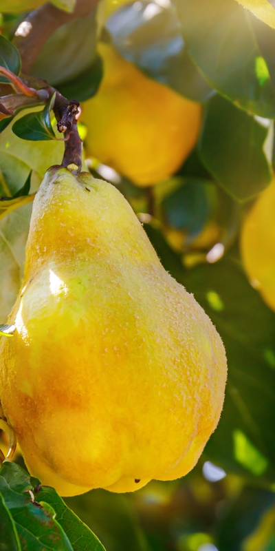 Gökkuşağından yemekler yapmak